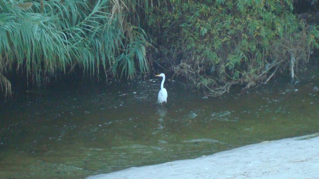 Another shot of the river on the edge of Griffith Park