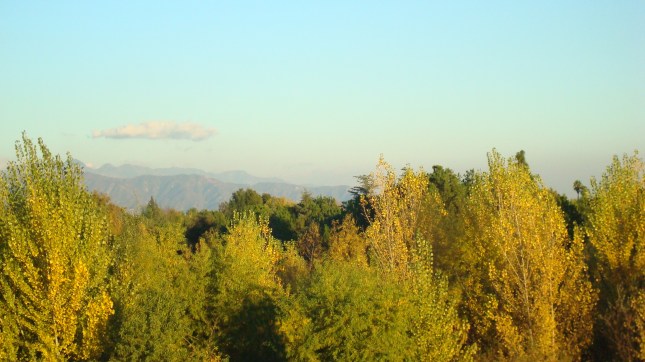Trees crowded around the river in Balboa Park