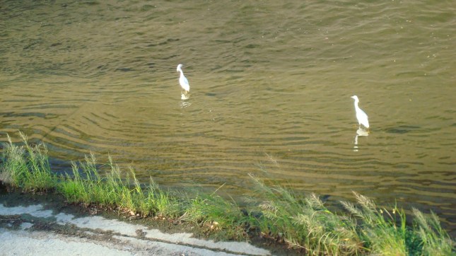 More birds on the river as it flows through Sherman Oaks