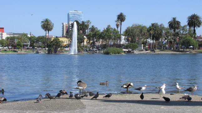 Birds at the edge of the lake.