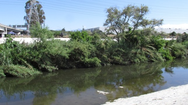 LAR 05 Riv Trees Fwy a