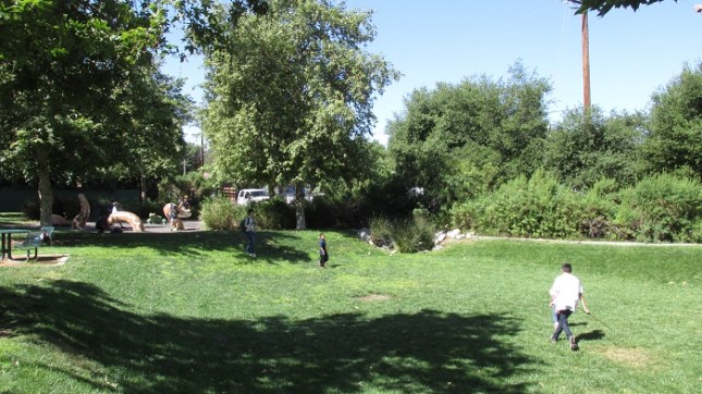 A grassy expanse in the park.