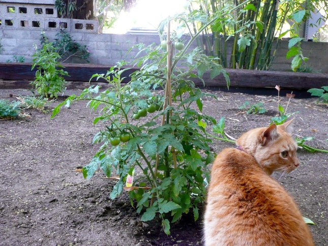 A cat checking out the garden.
