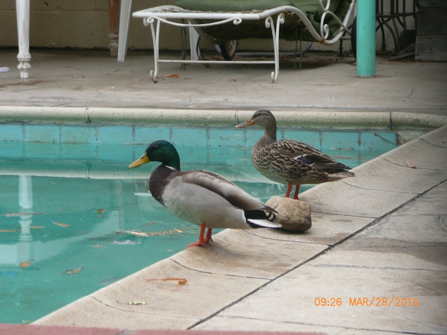 Ducks by the pool.