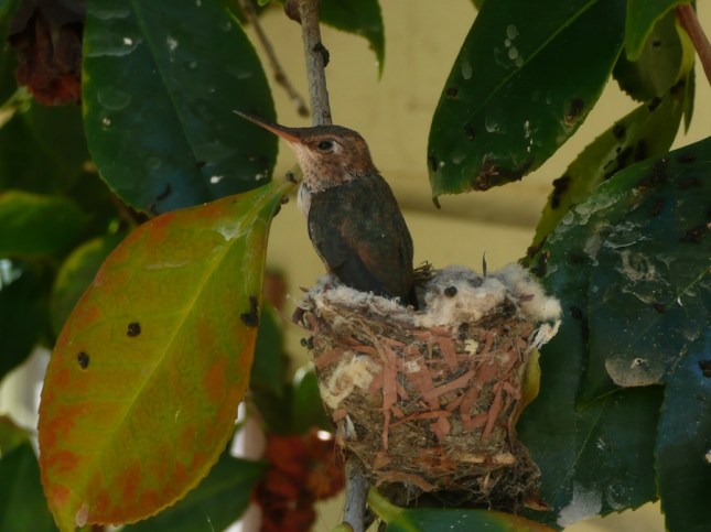 Another one of the residents of The Hermitage.