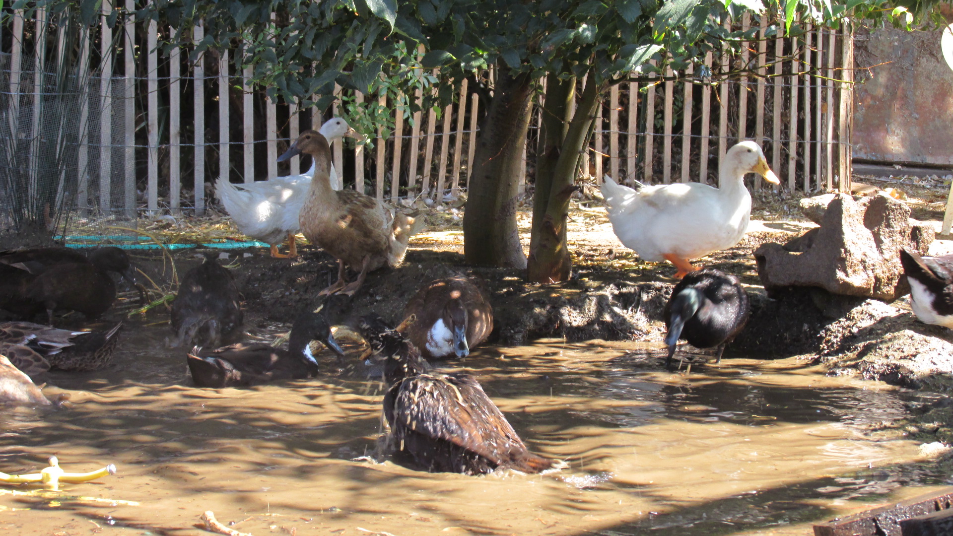 CUF 42 Ducks