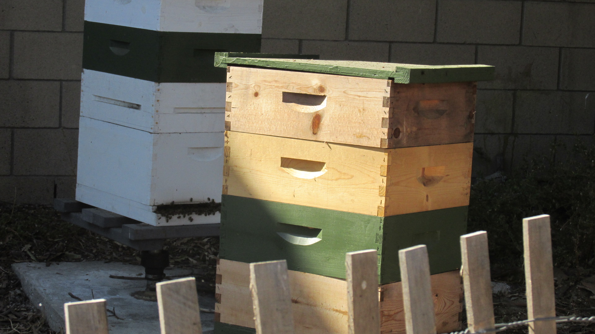 CUF 43 Bees