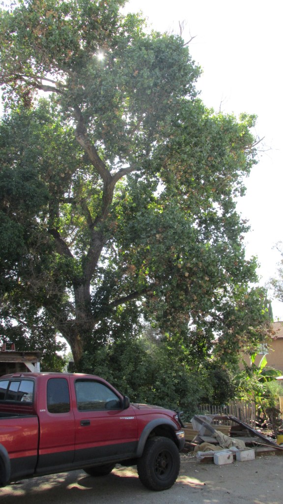 CUF 50 Cottonwood Vert