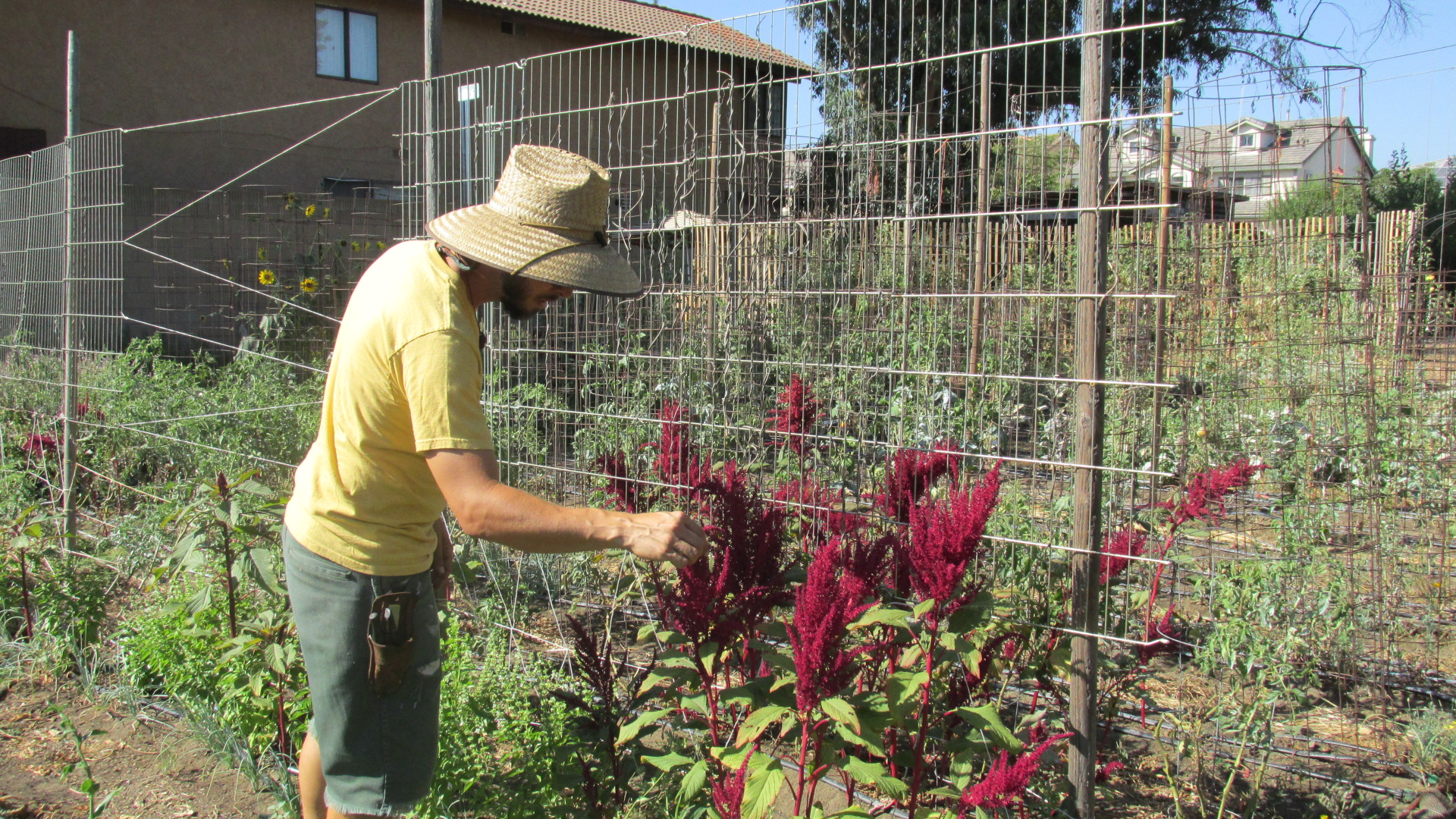 CUF 60 PLant Magenta Elliot 2