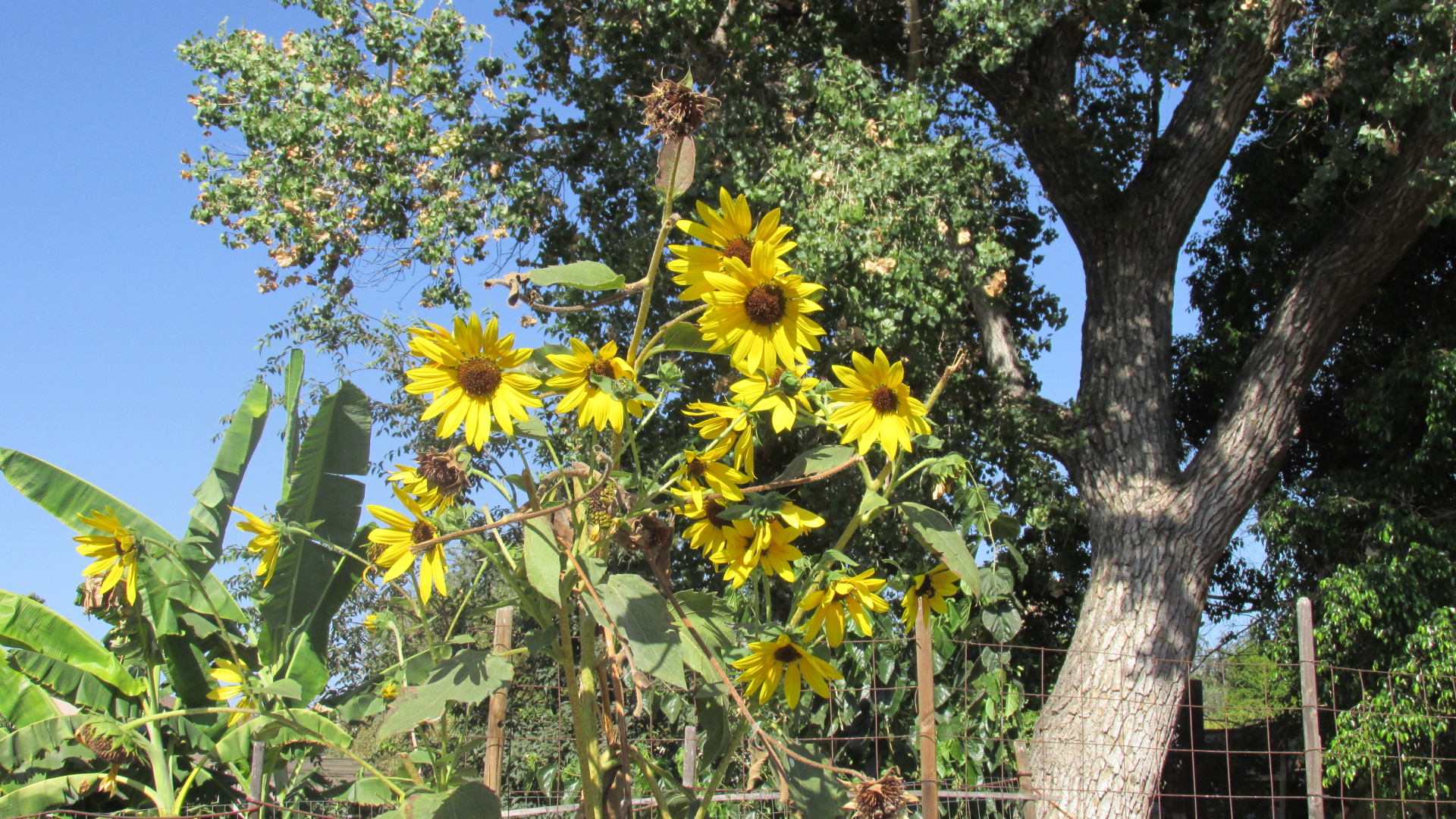 CUF 62 Sunflower